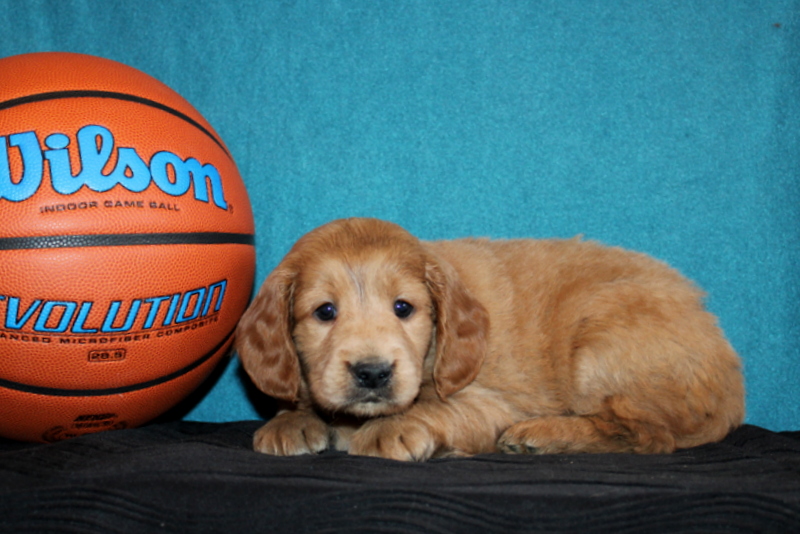 puppy, for, sale, Mini Goldendoodle , Matthew B. Stoltzfus, dog, breeder, Gap, PA, dog-breeder, puppy-for-sale, forsale, nearby, find, puppyfind, locator, puppylocator, aca